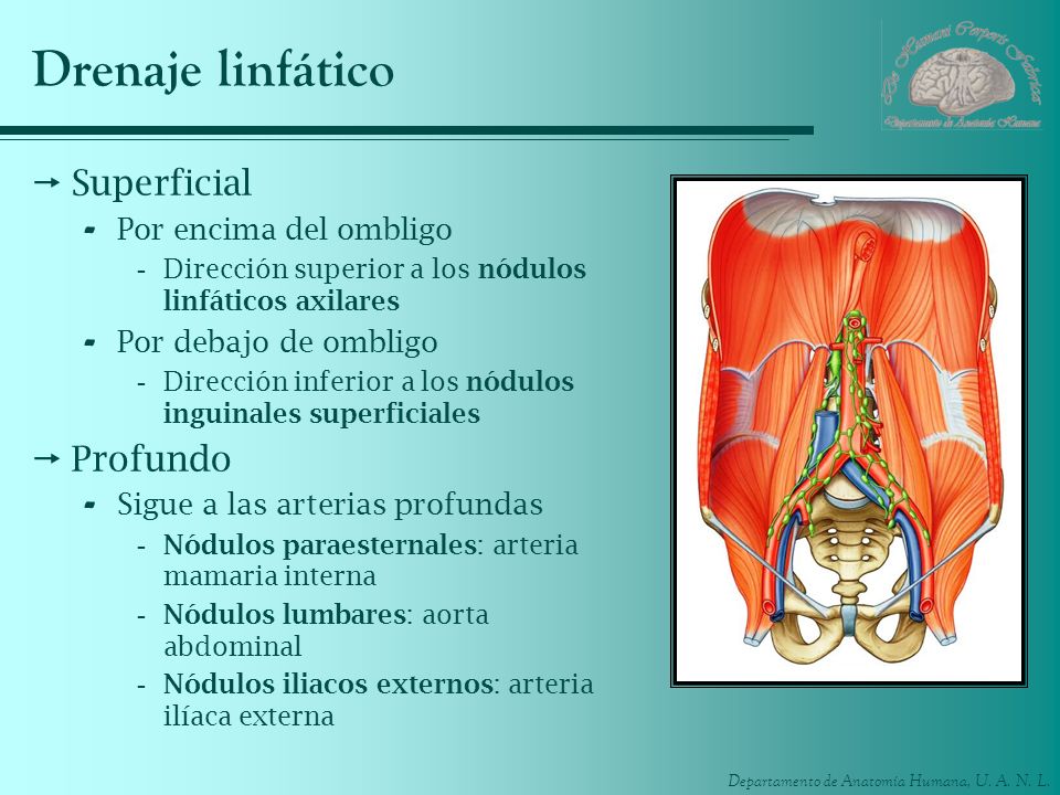 Drenaje linfatico del abdomen sale